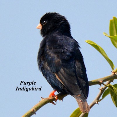 Purple Indigobird